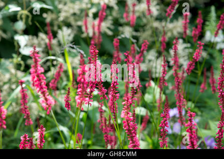 Persicaria amplexicaulis 'atrosanguinea' also known as red Bistort, flowering in a summer flower border. Stock Photo