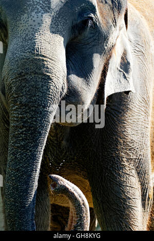 Close up portrait of Asian elephant (Elephas maximus) raising trunk Stock Photo