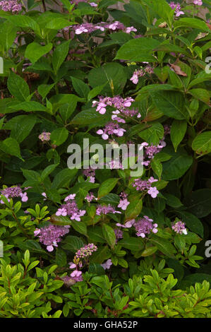Hydrangea Greyswood Stock Photo