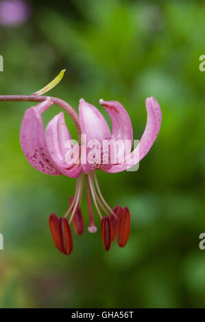 Lily pink,Lilium,  martagon, Stock Photo