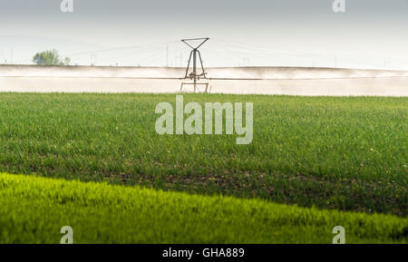 fields of onion with irrigation system Stock Photo