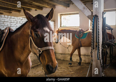 Close-up of  portrait horse in the stable Stock Photo