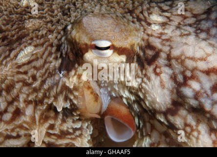 octopus eye - Giant Pacific octopus or North Pacific giant octopus (Enteroctopus dofleini) North Pacific Ocean