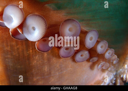 Octopus tentacles with suckers - Giant Pacific octopus or North Pacific giant octopus (Enteroctopus dofleini) North Pacific Stock Photo