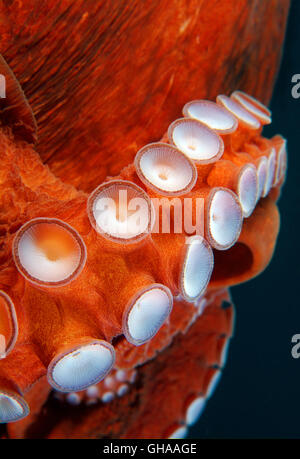 Octopus tentacles with suckers - Giant Pacific octopus or North Pacific giant octopus (Enteroctopus dofleini) North Pacific Stock Photo