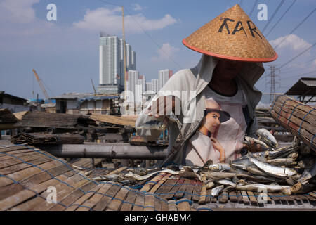 North Jakarta, Indonesia. 07th Aug, 2016. A worker drying fish in the fish market area Muara Angke. Based on the latest data from Indonesia's Statistics Agency (BPS), Indonesia's fishery sector expanded 8.37 percent in the third quarter of 2015, considerably higher than the nation's overall eonomic growth (at 4.73 percent) in the same quarter. Indonesian exports of fishery products stood at USD $244.6 million in October 2015, while imports only reached USD $12.5 million (implying a trade surplus of USD $232.04 million). © Anton Raharjo/Pacific Press/Alamy Live News Stock Photo