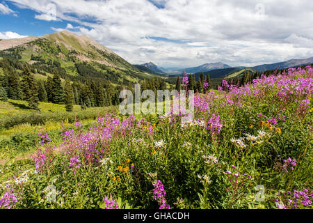Fireweed; Epilobium angustifolium; Chamerion angustifolium; view south from Slate River Road towards Crested Butte Mountain