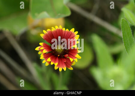 A blooming blanket flower (Gaillardia pulchella) with a small hemipteran insect near the center, Indiana, United States Stock Photo