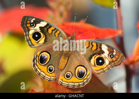 A Common Buckeye butterfly (Junonia coenia) sitting on brightly colored / coloured autumn leaves, Indiana, United States Stock Photo