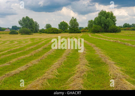 Summer landscape with rows of mown hay on a water-meadow in Poltavskaya oblast, Ukraine Stock Photo