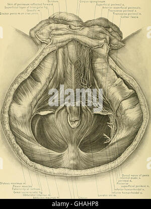 'Surgical Anatomy' (1901) offers a detailed examination of human ...