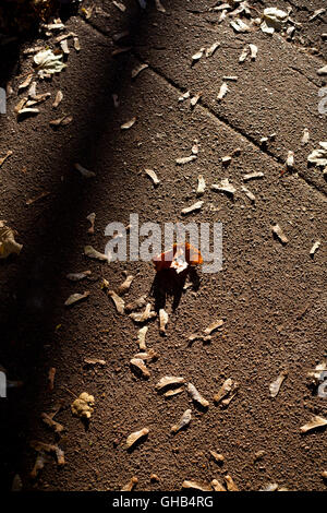 Single dried maple leaf and maple seeds on sidewalk in Autumn Stock Photo