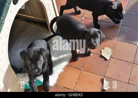 Black Labrador puppies playing on decking Stock Photo