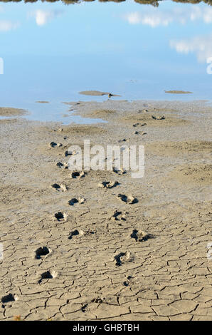 Human footprints in the mud of the lagoon. Reflection of the sky in the water. Stock Photo