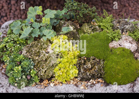 Trough planted with alpine plants. Stock Photo