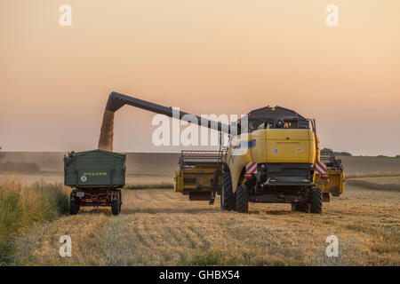 agriculture, combine during emptying the grain in the evening, administrative district Wolfenbuettel, Lower Saxony, Editorial-Use-Only Stock Photo