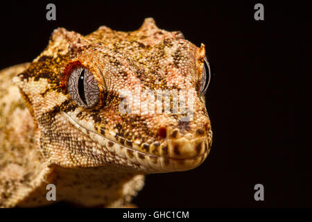 Gargoyle Gecko (Rhacodactylus auriculatus),on a branch, staring at the camera against a black background. Native to New Caledoni Stock Photo