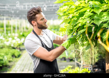 Gardener pruning a tree Stock Photo