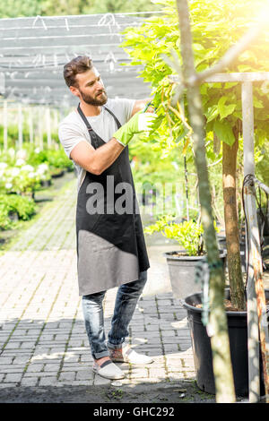 Gardener pruning a tree Stock Photo