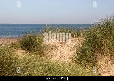 Sandy dunes with Marram grass (Ammophila arenaria) Stock Photo