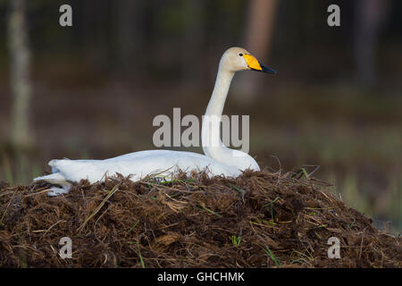 Whooper Swan  (Cygnus cygnus), adult sitting on the nest, Ivalo, Lappland, Finland Stock Photo