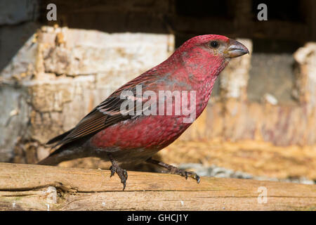 Pine Grosbeak (Pinicola enucleator), adult male at birdfeeder, Kaamanen, Lappland, Finland Stock Photo