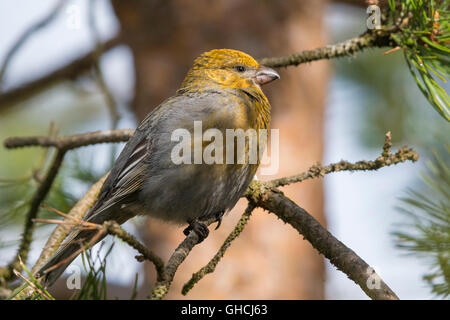 Pine Grosbeak (Pinicola enucleator), standing on a pine branch, Kaamanen, Lappland, Finland Stock Photo