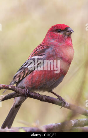 Pine Grosbeak (Pinicola enucleator), adult male perched on a branch, Kaamanen, Lappland, Finland Stock Photo