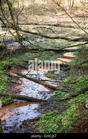 Vertical landscape. Small stream of dark red water runs through wild forest, old fallen trees lay over it