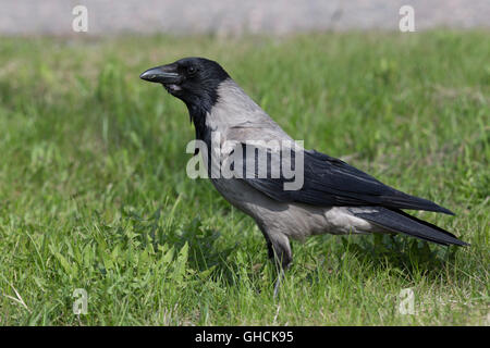 Hooded Crow (Corvus cornix), adult standing on the ground, Nothern Ostrobothnia, Finland Stock Photo