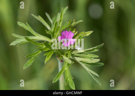 Geranium dissectum; Cut-leaved Crane's-bill, Growing in a hedgerow in Surrey, UK. June. Stock Photo