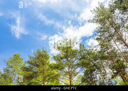 Young Densely Planted Pine Grove Copse Coppice Of Tall Thin Coniferous Evergreen Trees Under Picturesque Scenic Blue Sky With Wh Stock Photo