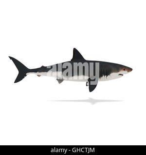 Side view of shark isolated on white 3d rendering Stock Photo