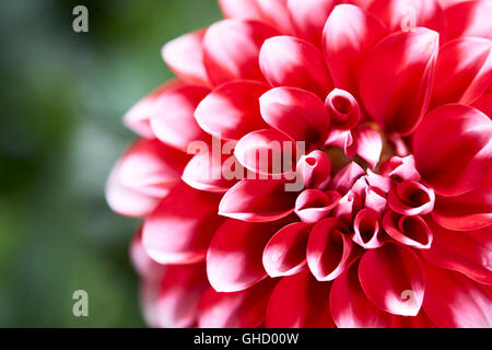 Red Dahlia, Dalina Maxi Tampico (P), Flower. Stock Photo