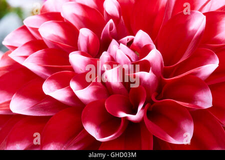 Red Dahlia, Dalina Maxi Tampico (P), Flower. Stock Photo