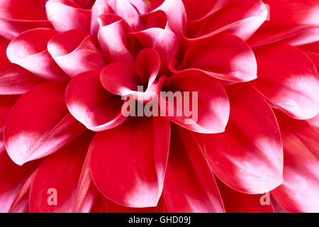 Red Dahlia, Dalina Maxi Tampico (P), Flower. Stock Photo