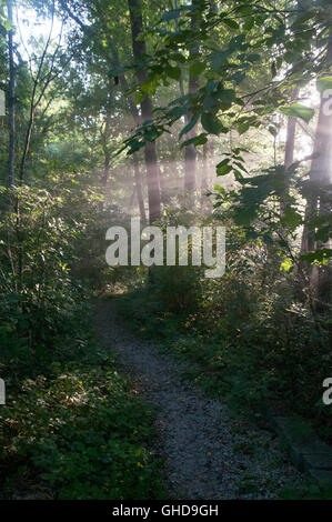 Pathway in trees of a forest by a river with misty rays of early morning sunlight streaming through the branches. Stock Photo