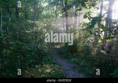 Pathway in trees of a forest by a river with misty rays of early morning sunlight streaming through the branches. Stock Photo