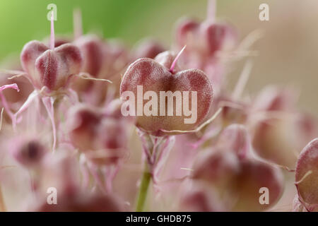 Allium karataviense   AGM  Kara Tau garlic  Seed heads forming as flowers die  June Stock Photo
