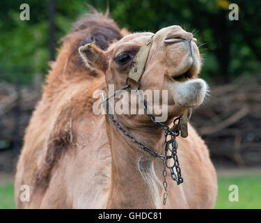 Camel in zoo Stock Photo