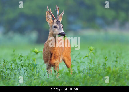 Wild roe deer standing in a field and eating weed Stock Photo