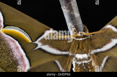 A close up image of a freshly emerged Ailanthus silkmoth, Samia cynthia, clinging to a branch against the black night. Stock Photo
