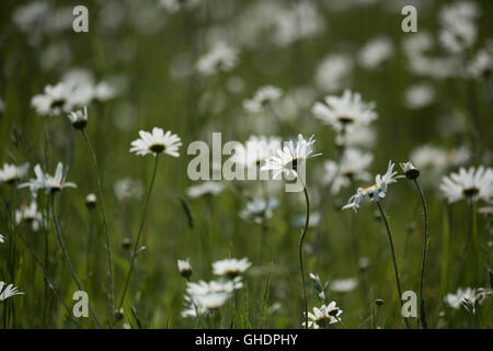 Oxeye Daisy Leucanthemum vulgare UK Stock Photo