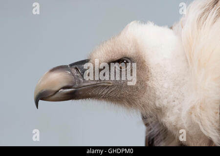 Griffon Vulture Gyps fulvus UK Stock Photo