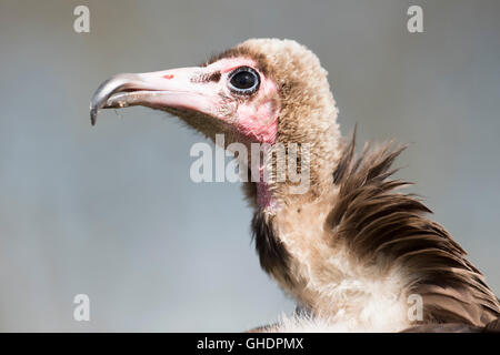 Hooded Vulture Necrosyrtes monachus Stock Photo