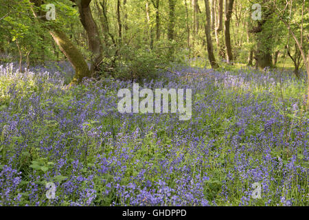 Bluebells in woodland Hyacinthoides non-scripta UK Stock Photo