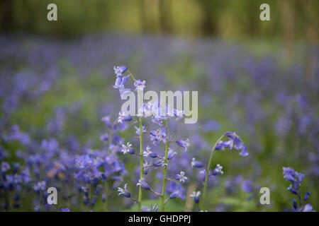 Bluebells in woodland Hyacinthoides non-scripta UK Stock Photo