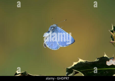 Holly Blue Butterfly Celastrina argiolus UK Stock Photo