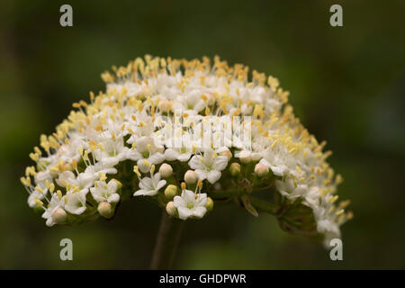 Whitebeam Tree Flowers Sorbus aria UK Stock Photo