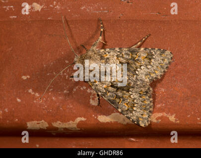 Small Ranunculus (Hecatera dysodea), a moth until recently extinct in ...